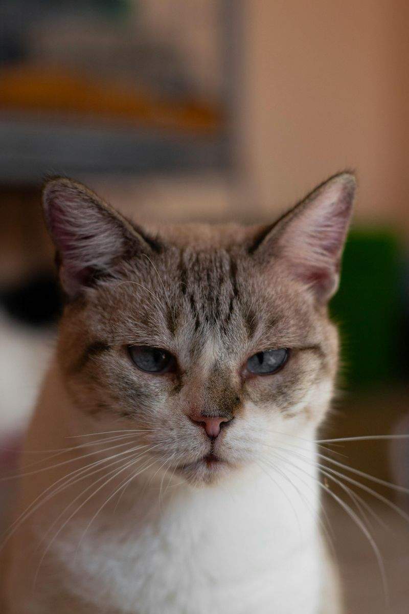 Le Migliori Razze di Gatti per Famiglie con Bambini