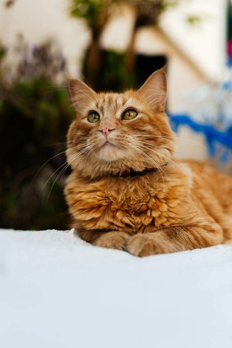 Gatti Felici SRL - Image 10