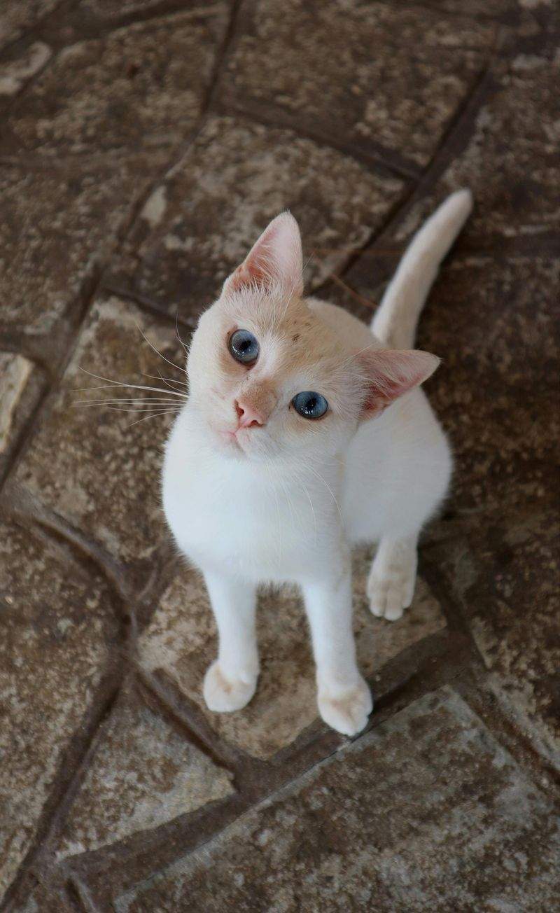 Gatti Felici SRL - Image 2