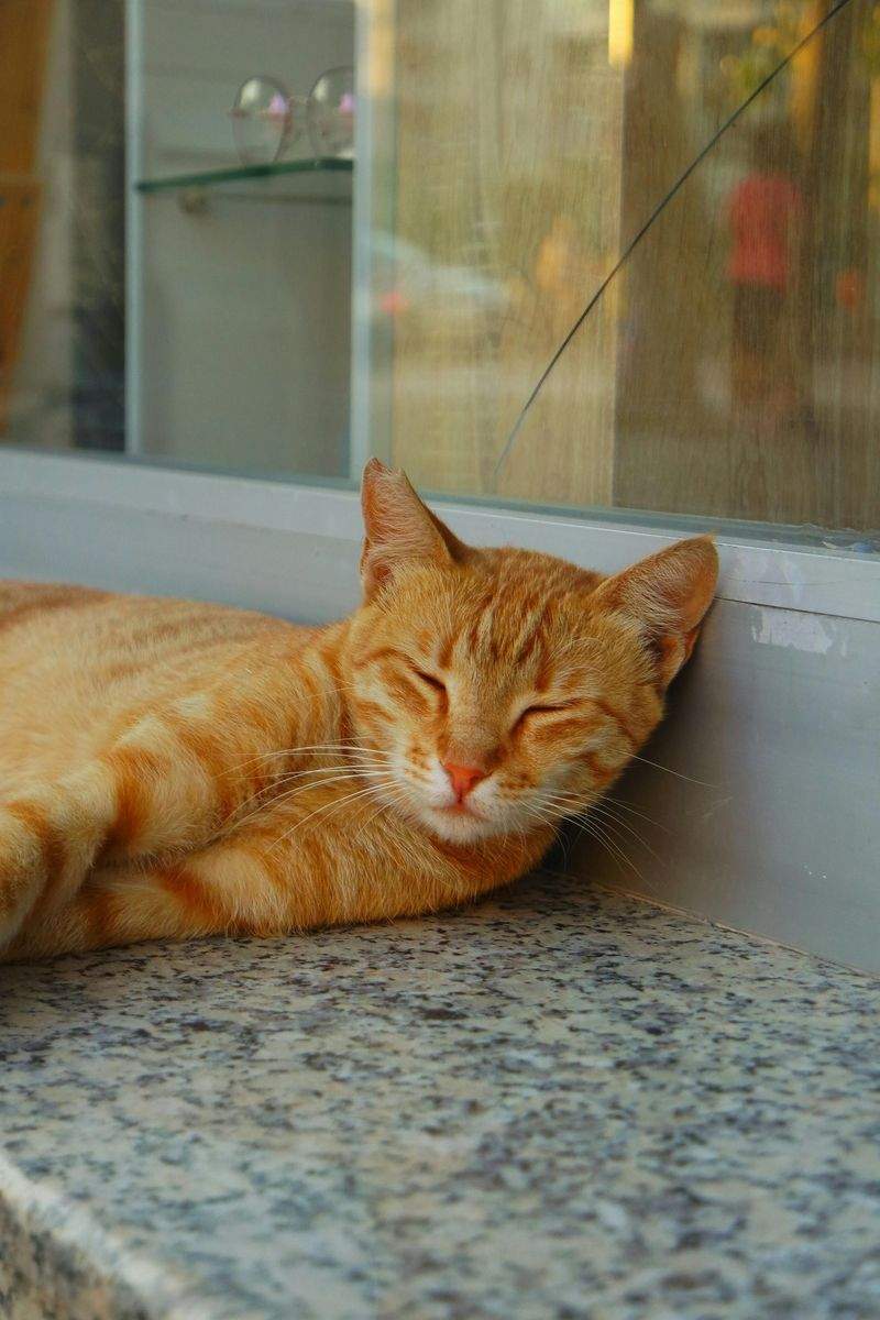 Gatti Felici SRL - Image 5